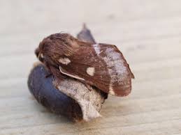 Attēlu rezultāti vaicājumam “Eriogaster lanestris”