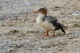 Attēlu rezultāti vaicājumam “Mergus serrator female”