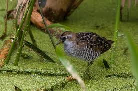 Image result for Porzana carolina