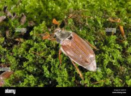 Attēlu rezultāti vaicājumam “Melolontha melolontha imago”