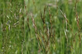 Attēlu rezultāti vaicājumam “Helictotrichon pratense”