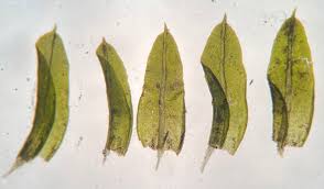 Attēlu rezultāti vaicājumam “Barbula convoluta sporophyte”