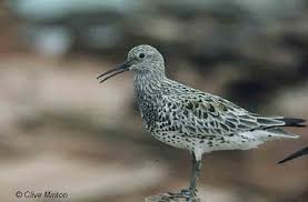 Image result for Calidris tenuirostris