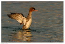 Attēlu rezultāti vaicājumam “Mergus serrator”