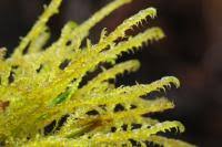 Attēlu rezultāti vaicājumam “Drepanocladus aduncus”