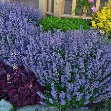 Image result for Katzenminze