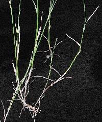 Attēlu rezultāti vaicājumam “Poa compressa leaf”