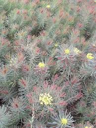 Attēlu rezultāti vaicājumam “Euphorbia cyparissias fruit”