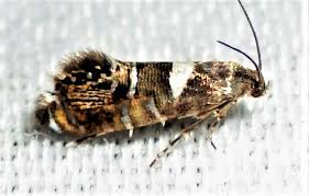 Attēlu rezultāti vaicājumam “Glyphipterigidae”