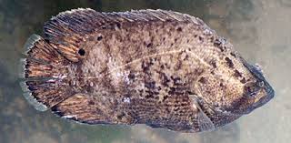 Image result for Lobotes surinamensis