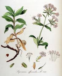 Attēlu rezultāti vaicājumam “Saponaria officinalis flower”