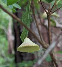 Attēlu rezultāti vaicājumam “Exobasidium cassandrae”