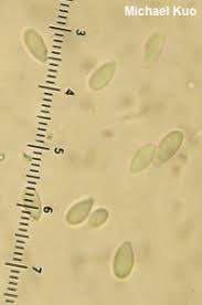 Attēlu rezultāti vaicājumam “Kretzschmaria deusta”