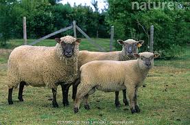 Attēlu rezultāti vaicājumam “Ovis aries”