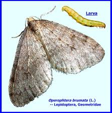 Attēlu rezultāti vaicājumam “Operophtera”