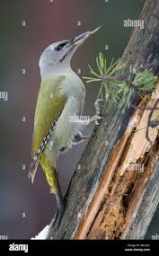 Attēlu rezultāti vaicājumam “Picus canus female”