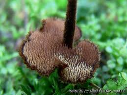 Attēlu rezultāti vaicājumam “Physarum auriscalpium young”