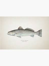 Image result for Cynoscion nebulosus