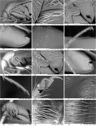 Attēlu rezultāti vaicājumam “Psallus sp.”