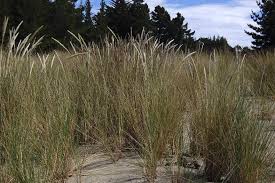 Attēlu rezultāti vaicājumam “Ammophila arenaria”