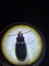 Attēlu rezultāti vaicājumam “Tachyta nana”