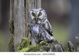 Image result for Aegolius funereus