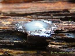 Attēlu rezultāti vaicājumam “Heterotrichia obvelata (syn. Arcyria obvelata)”