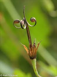 Attēlu rezultāti vaicājumam “Geranium palustre fruit”