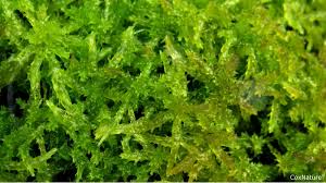 Attēlu rezultāti vaicājumam “Sphagnum papillosum”