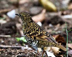 Image result for Zoothera dauma