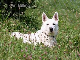 Attēlu rezultāti vaicājumam “Canis lupus familiaris”