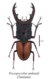 Attēlu rezultāti vaicājumam “Lucanidae”