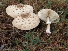 Attēlu rezultāti vaicājumam “Macrolepiota rhacodes”