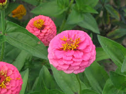 Image result for Zinnia violacea