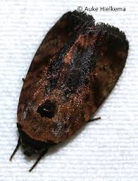 Attēlu rezultāti vaicājumam “Tortricidae”