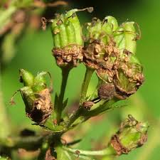 Attēlu rezultāti vaicājumam “Sorbaria sorbifolia bud”