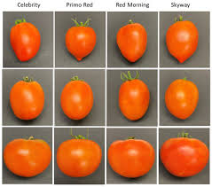 Afbeeldingsresultaat voor CDB tomato