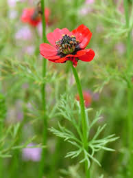 Image result for Adonis aestivalis