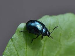 Attēlu rezultāti vaicājumam “Phaedon cochleariae”