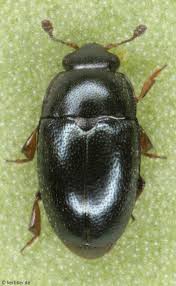 Attēlu rezultāti vaicājumam “Nitidulidae”