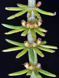 Attēlu rezultāti vaicājumam “Hippuris vulgaris leaf”