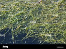 Attēlu rezultāti vaicājumam “Stuckenia pectinata”