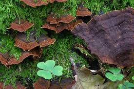 Attēlu rezultāti vaicājumam “Hymenochaete rubiginosa”