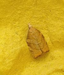 Attēlu rezultāti vaicājumam “Pandemis corylana”