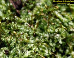 Attēlu rezultāti vaicājumam “Thuidium delicatulum sporophyte”