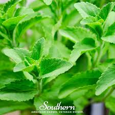 Image result for Stevia rebaudiana