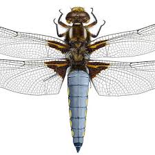 Attēlu rezultāti vaicājumam “Libellula depressa male”