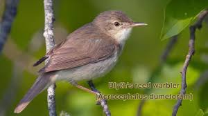 Attēlu rezultāti vaicājumam “Acrocephalus dumetorum”