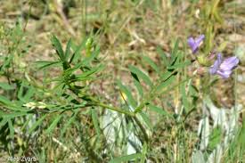 Attēlu rezultāti vaicājumam “Astragalus arenarius flower”