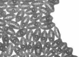 Attēlu rezultāti vaicājumam “Physarum obscurum spores”